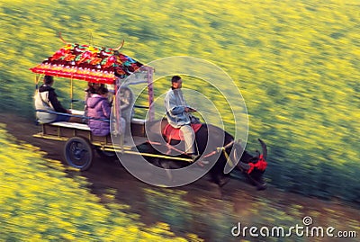 Oxcart in the seed field Editorial Stock Photo